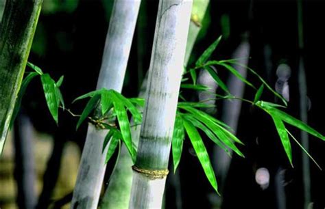 竹子代表什麼